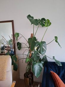 Monstera Deliciosa