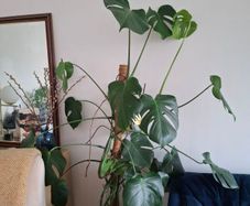 Monstera Deliciosa