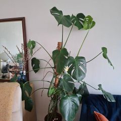 Monstera Deliciosa
