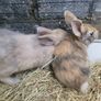 Rabbits-Dwarf Image 5