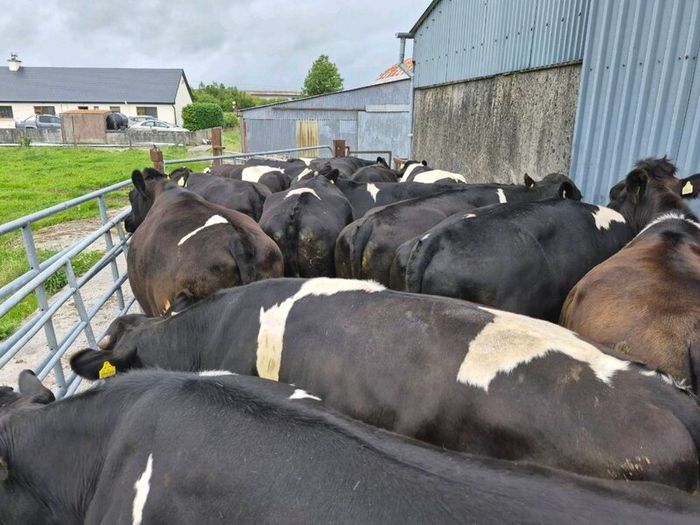 Cattle