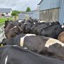 Cattle Image 2