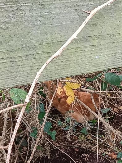 Chicken and pheasant 2026