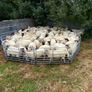 Quality Hoggets Image 3