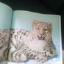 Ian Jackson's Animal Portraits Book Image 7
