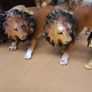 Lions collection Image 4