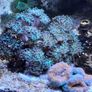 Marine Tank Image 7