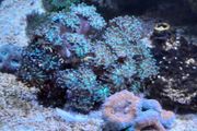 coral