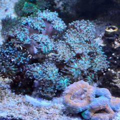 coral