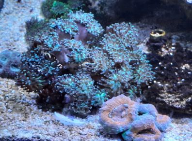 coral