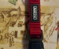 dog collars new