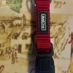 dog collars new