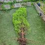 Plant Image 2