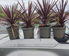 , Offer Red  Cordlline 10 euro, 4 -30 euro