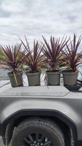 , Offer Red  Cordlline 10 euro, 4 -30 euro