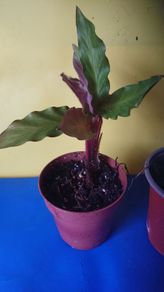 Good for terrarium plant