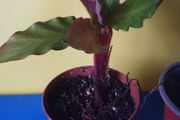 Good for terrarium plant