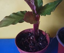 Good for terrarium plant