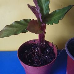 Good for terrarium plant