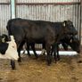 10 heifer Weanlings Image 2