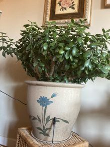 Crassula Ovata / Jade Plant