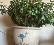 Crassula Ovata / Jade Plant