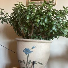 Crassula Ovata / Jade Plant