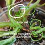 No.1 Philodendron Emerald Queen Image 8