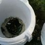 2 Concrete planters Image 4
