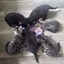 6 kittens Image 3