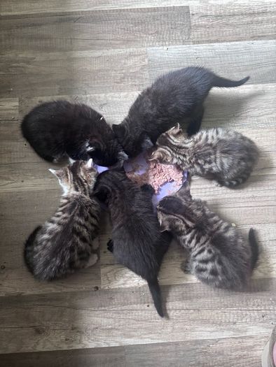6 kittens