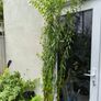 garden plants Image 3