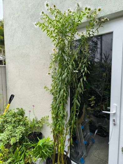 garden plants