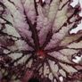 Begonia Image 2