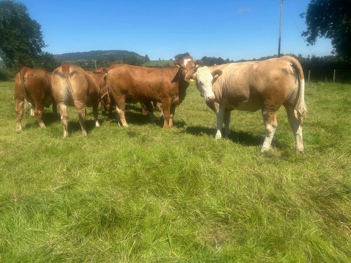 Springing and incalf heifers