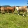 Springing and incalf heifers Image 6