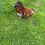Millefleur Pekin Bantam pair with house Image 3