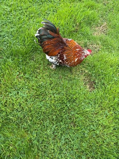 Millefleur Pekin Bantam pair with house