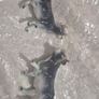 Little Animals. China Image 6