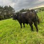 Angus bulls Image 2
