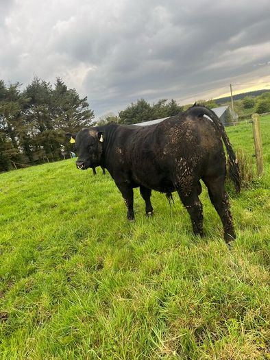 Angus bulls