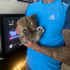 bunny