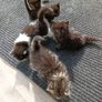 kitten Image 5