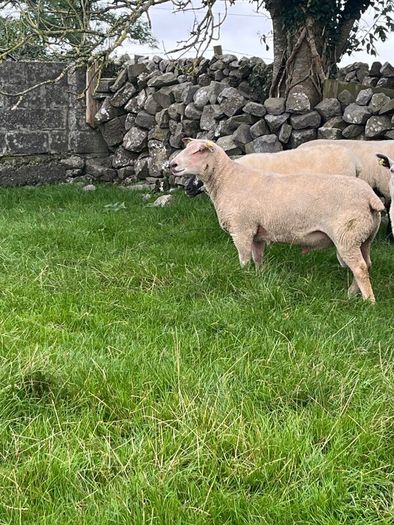 Charolias 5 star pure bred ram