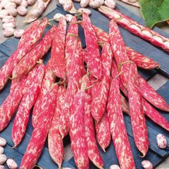 (B) Dwarf French Beans Red seeds 10g (124398)