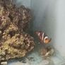 clownfish Image 2