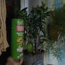 jade plant Image 4