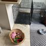 large dog crate Image 2