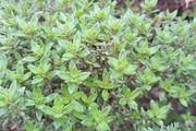 Thyme