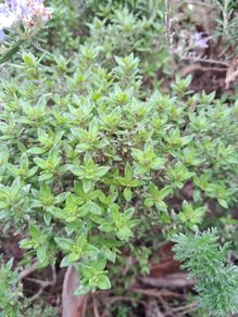 Thyme
